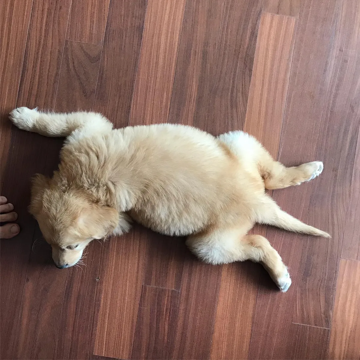 ari