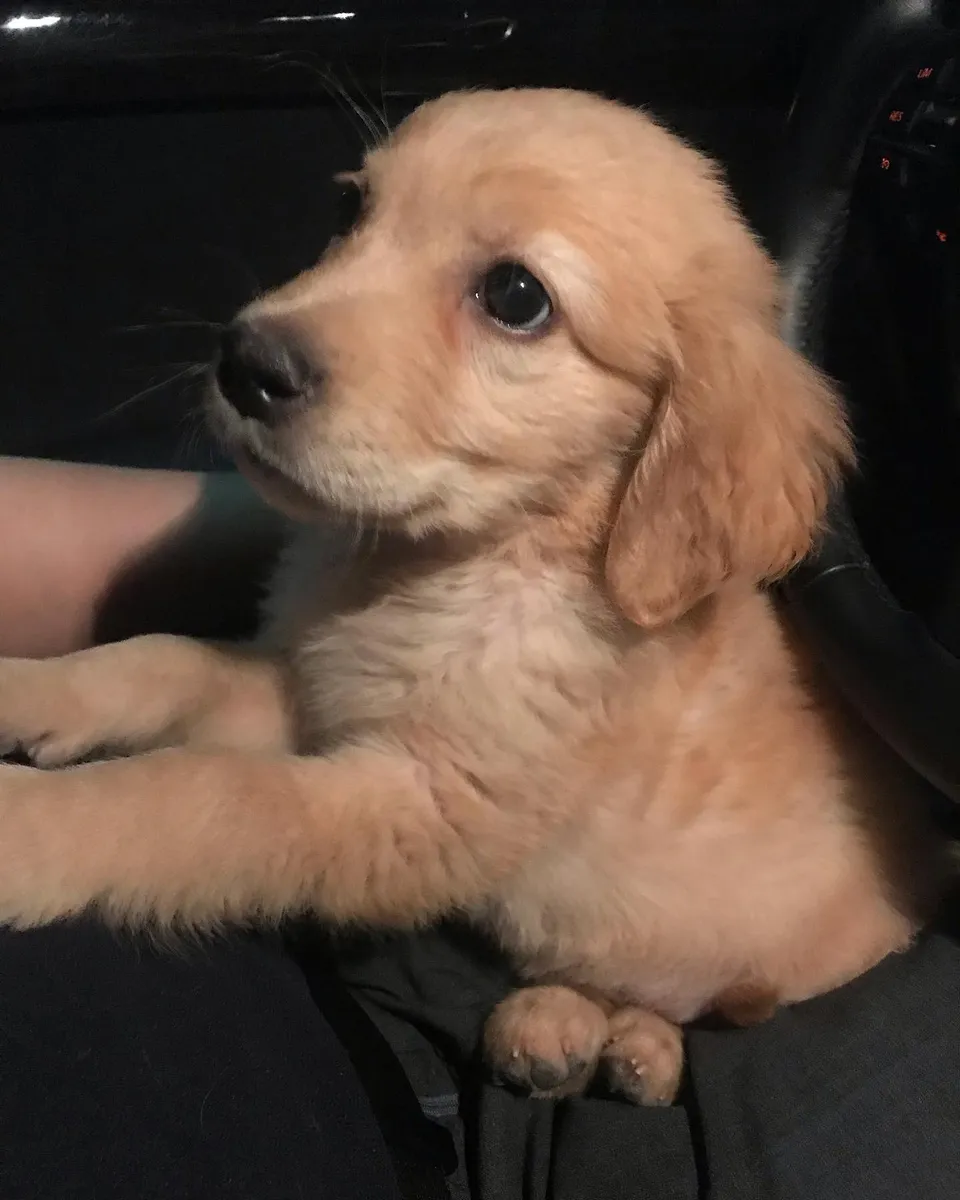 ari